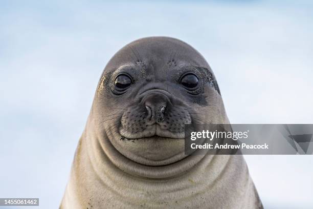 southern elephant seal weaner (mirounga leonina) portrait, gold harbour, south georgia island - polar climate stock pictures, royalty-free photos & images