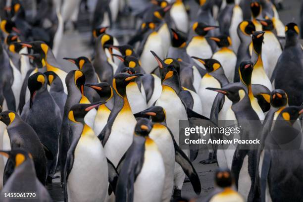 king penguins (aptenodytes patagonicus), gold harbour, south georgia island - penguin stockfoto's en -beelden