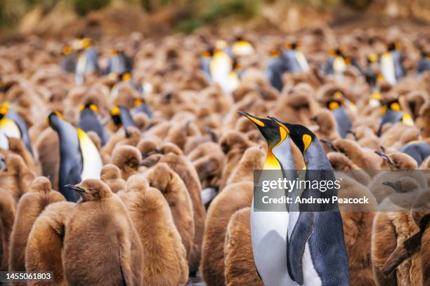 king penguins (aptenodytes patagonicus), gold harbour, south georgia island - king penguin stock pictures, royalty-free photos & images