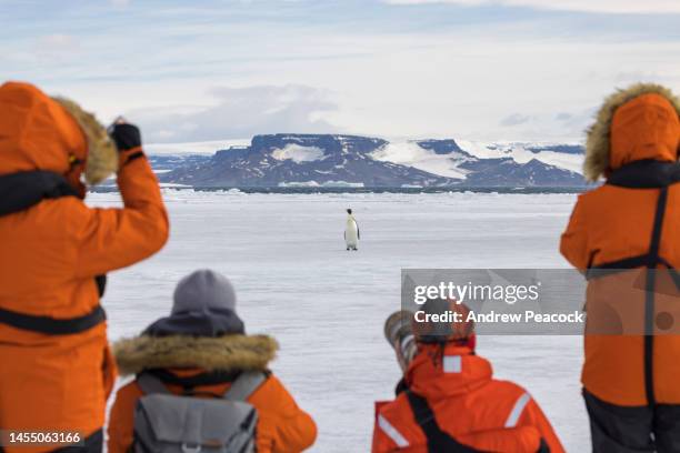 antarctic tourists encounter a pair of emperor penguins (aptenodytes forsteri), weddell sea - antarctica people stock pictures, royalty-free photos & images