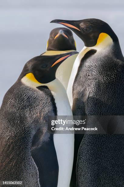 emperor penguins (aptenodytes forsteri), on fast ice, weddell sea, antarctic peninsula. - emperor penguin stock pictures, royalty-free photos & images