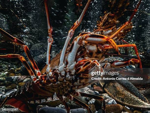 bild von meeresfrüchten in einem aquarium in lissabon - pinchos stock-fotos und bilder