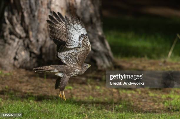 common geier (buteo buteo) - raubvogel stock-fotos und bilder