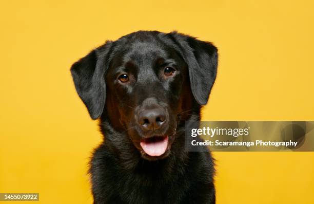 portrait of dog against yellow background - retriever du labrador photos et images de collection