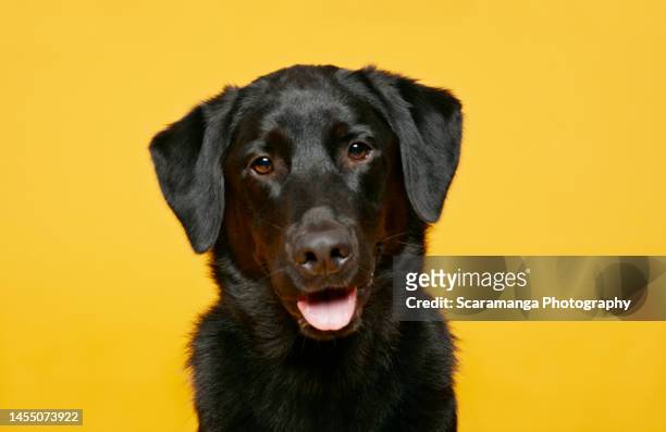 portrait of dog against yellow background - labrador retriever stock pictures, royalty-free photos & images