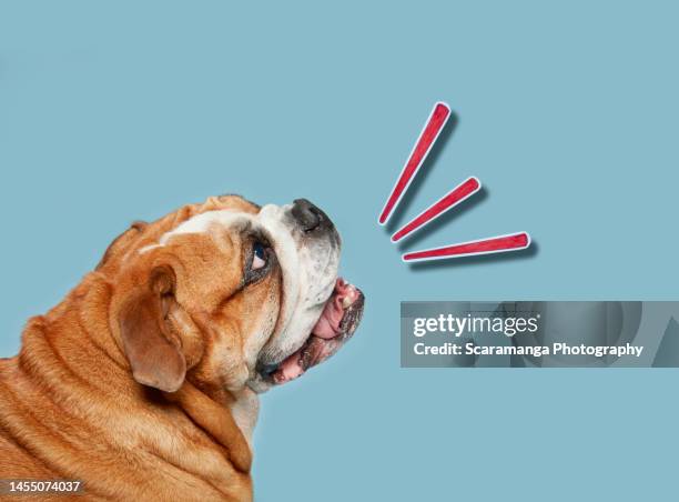 collage of british bulldog barking - ladrando fotografías e imágenes de stock