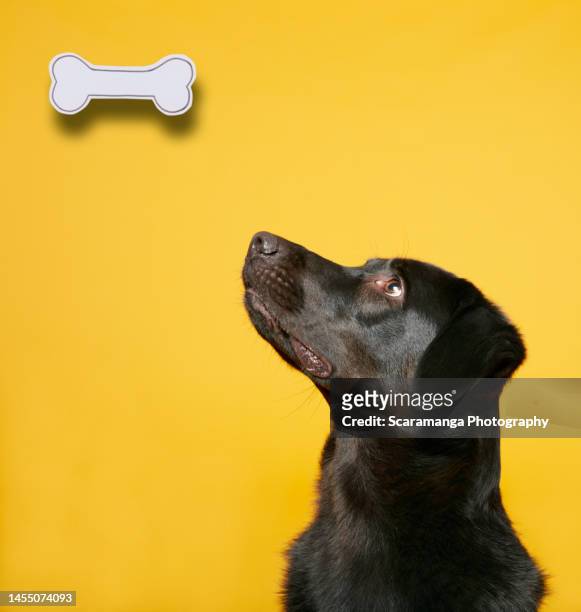 collage of dog looking up at bone - dog with a bone stock-fotos und bilder