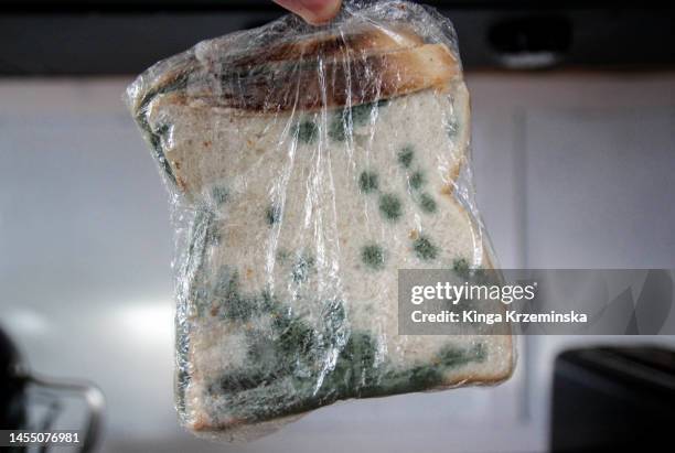 sandwich - agent pathogène fongique photos et images de collection