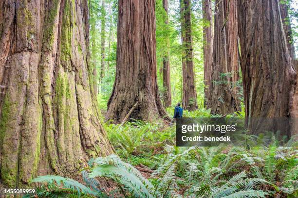 hiker redwood national park california usa giant trees - redwood stockfoto's en -beelden