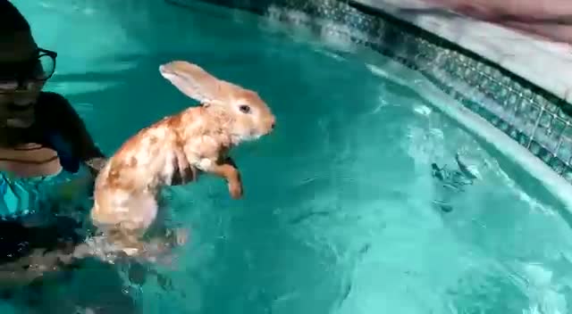 Mom Rabbit Swim 17 Swimming Rabbit Stock Videos, Footage, & 4K Video Clips - Getty Images
