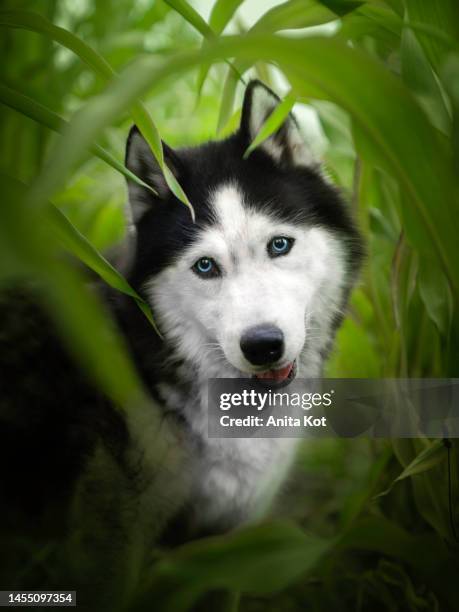 alaskan malamute dog portrait - siberian husky stock pictures, royalty-free photos & images