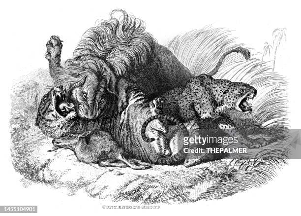 ilustraciones, imágenes clip art, dibujos animados e iconos de stock de león, tigre y pantera luchando por presas - ilustración grabado 1853 - piel leopardo