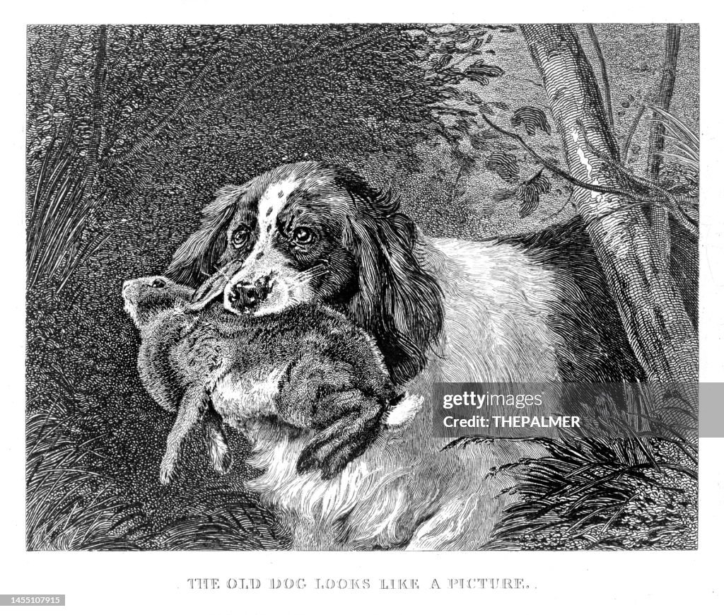 1800s Rabbit Dog Hunting Rabbit Illustration Engraving 1853 High-Res Vector Graphic ...