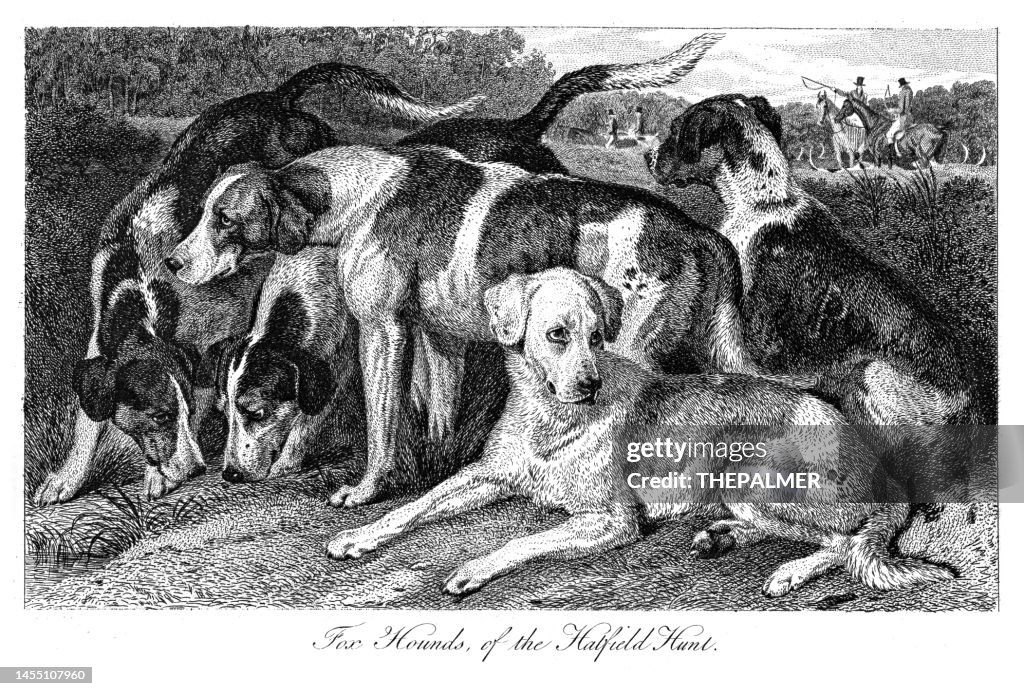 Foxhounds Dog - Illustration Stich 1853