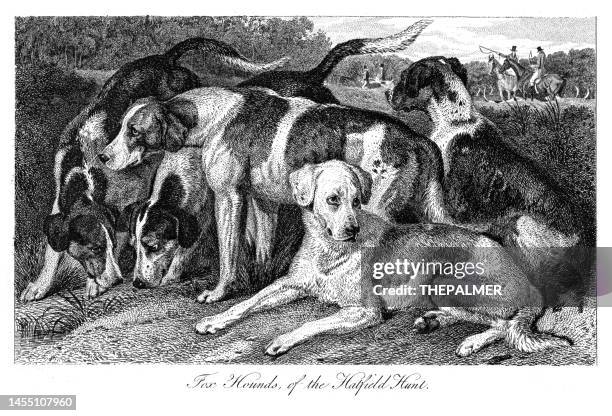 foxhounds dog - illustration engraving 1853 - foxhound stock illustrations