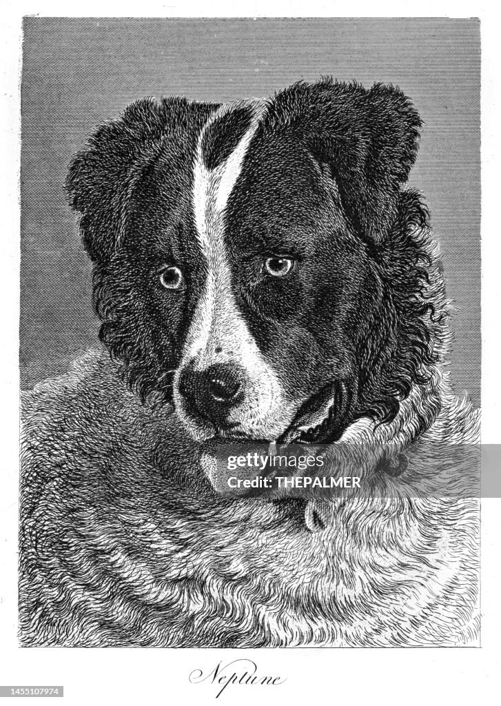 Foxhound Dog - illustration engraving 1853