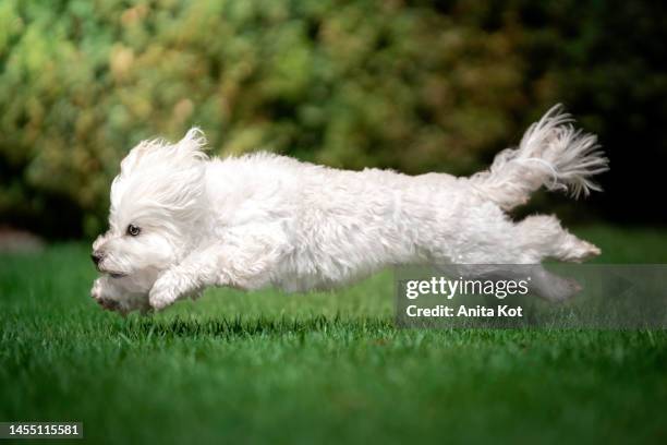 maltese dog running - malteser stock-fotos und bilder