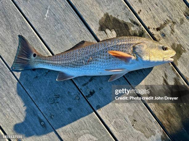 january redfish - röd trumfisk bildbanksfoton och bilder