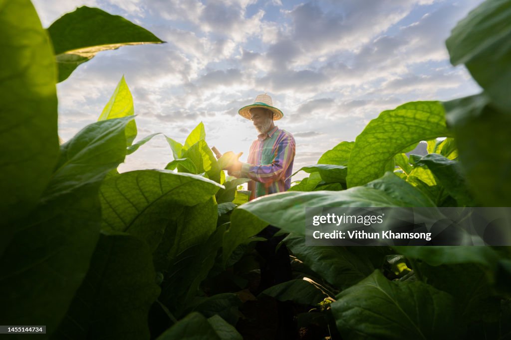 Male asian farmer with tablet while working at tobacco farm