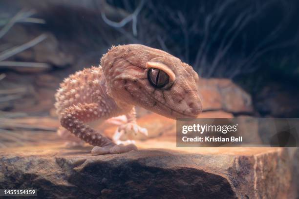 closeup portrait of a wild centralian rough knob-tail gecko (nephrurus amyae) on rocky outcrop at night, australia - australian gecko stock pictures, royalty-free photos & images