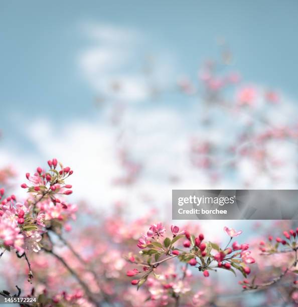 albero fiorito colorato - fiori foto e immagini stock