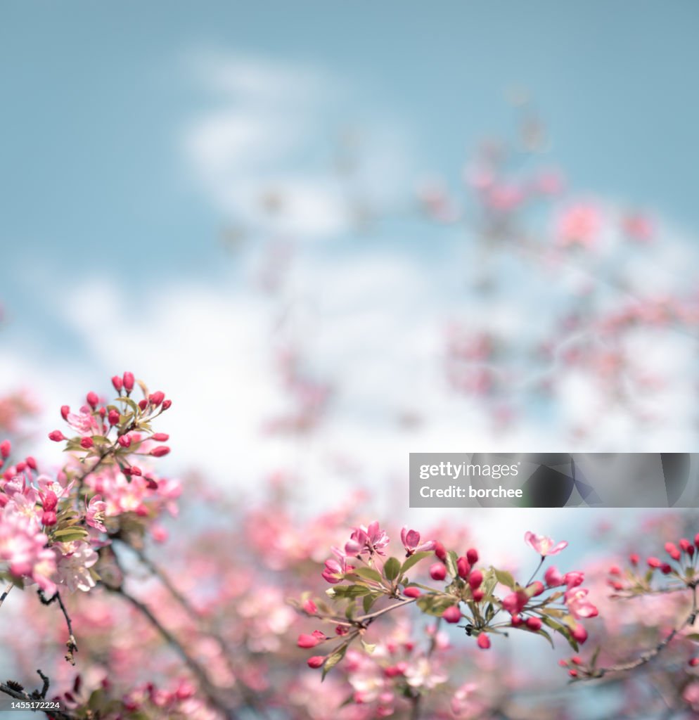 Colorful Blooming Tree