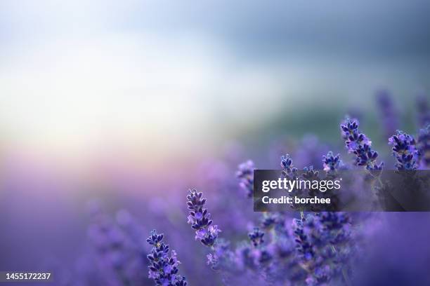 lavendel bei sonnenaufgang - lavendel stock-fotos und bilder