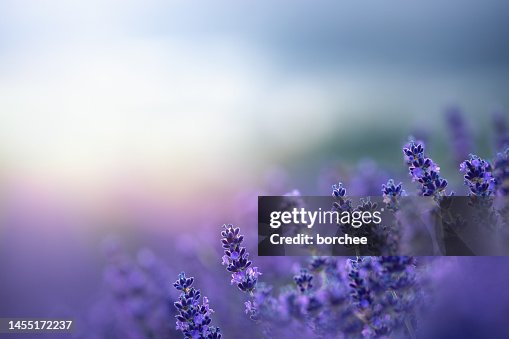 Lavender At Sunrise Lavender At Sunrise