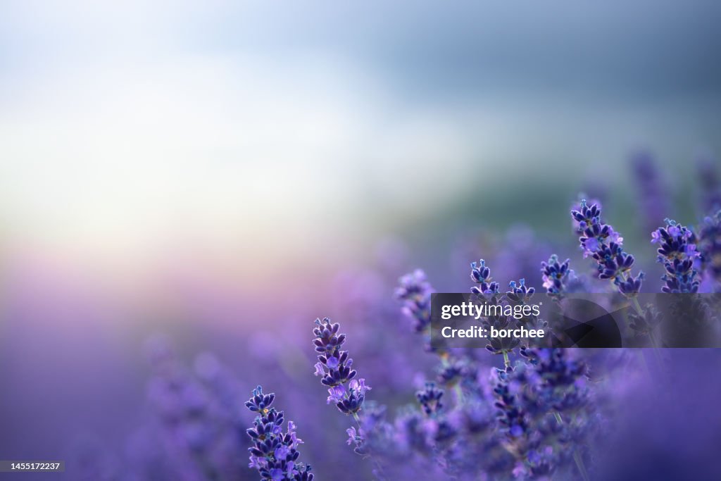 Lavender At Sunrise