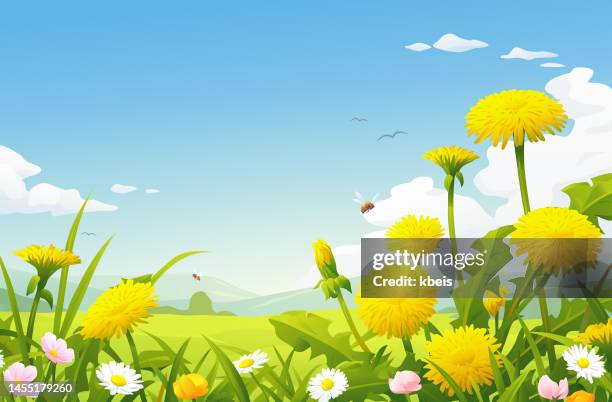 ilustraciones, imágenes clip art, dibujos animados e iconos de stock de hermoso prado con dientes de león - diente de león