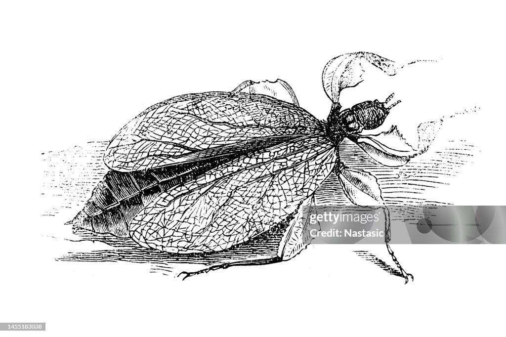Phylliidae or Leaf Insect