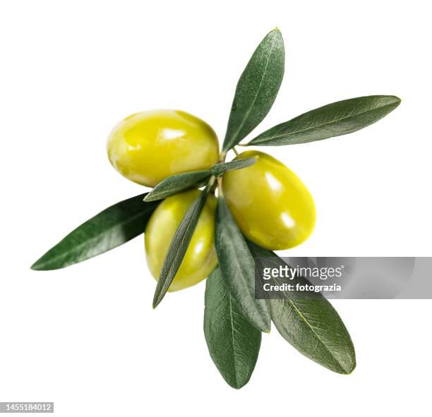 fresh olives - ramo di ulivo foto e immagini stock