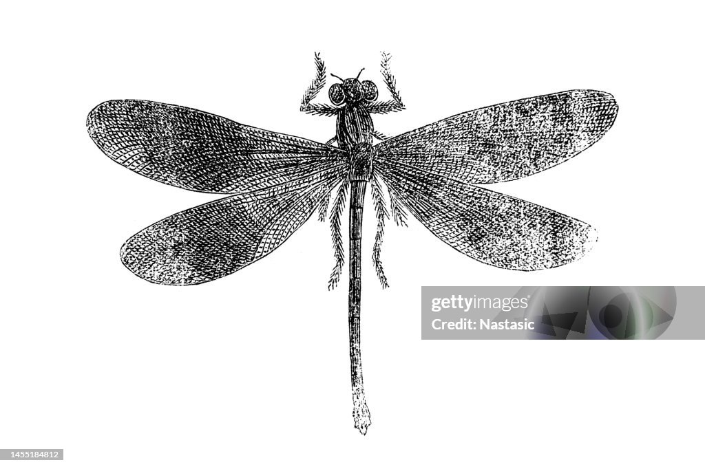 Broad-bodied chaser or broad-bodied darter (Libellula depressa)