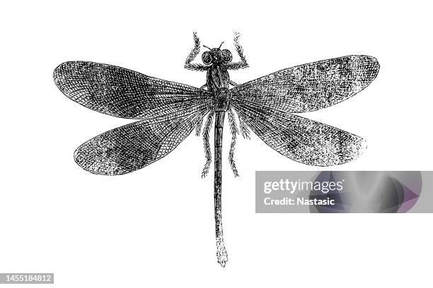 broad-bodied chaser or broad-bodied darter (libellula depressa) - skimmer dragonfly stock illustrations
