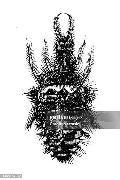 antlion or myrmeleontidae larvae - neuroptera stock illustrations