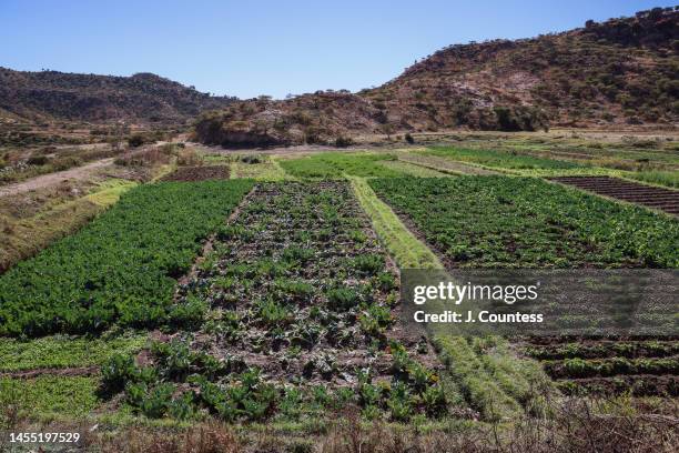 Views of various crops at the village of Adi Lamza on January 03, 2023 in Adi Lamza, Eritrea. The farmers at Adi Lamza choose to grow quickly grown...
