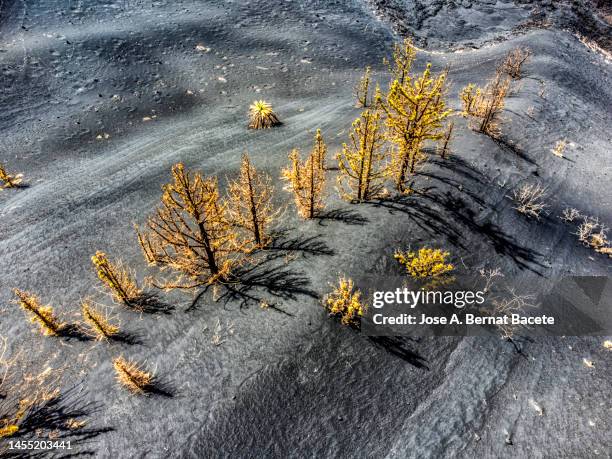 volcanic eruption. aerial view of the canarian pine forest covered with ashes from the tajogaite volcano (cumbre vieja) - ash bildbanksfoton och bilder
