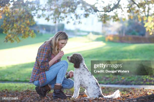 a dog and trainer - perro adiestrado fotografías e imágenes de stock