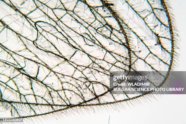 Insect Wing Microstructure Bug Anatomy Photos and Premium High Res Pictures - Getty Images