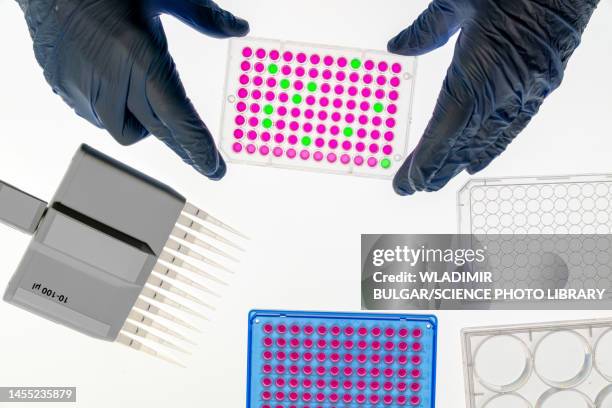 microwell plate - 96 well plate stock pictures, royalty-free photos & images