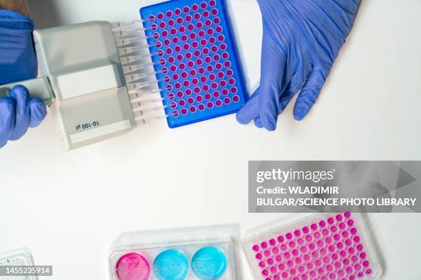 researcher using multichannel pipette - 96 well plate stock pictures, royalty-free photos & images