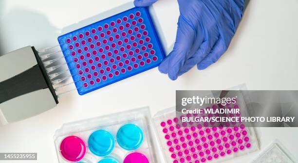 researcher using multichannel pipette - 96 well plate stock pictures, royalty-free photos & images