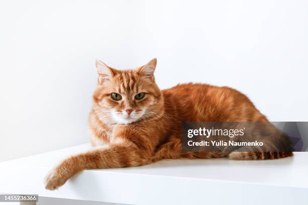 ginger cat at home. close-up, light background. - rötliche katze stock-fotos und bilder