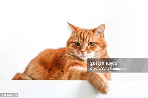 ginger cat at home. close-up, light background. - lying stock pictures, royalty-free photos & images