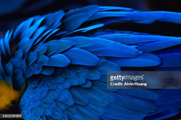 the blue feathers and beautiful luster of the golden parrot( macaw ) - royal blue stock-fotos und bilder