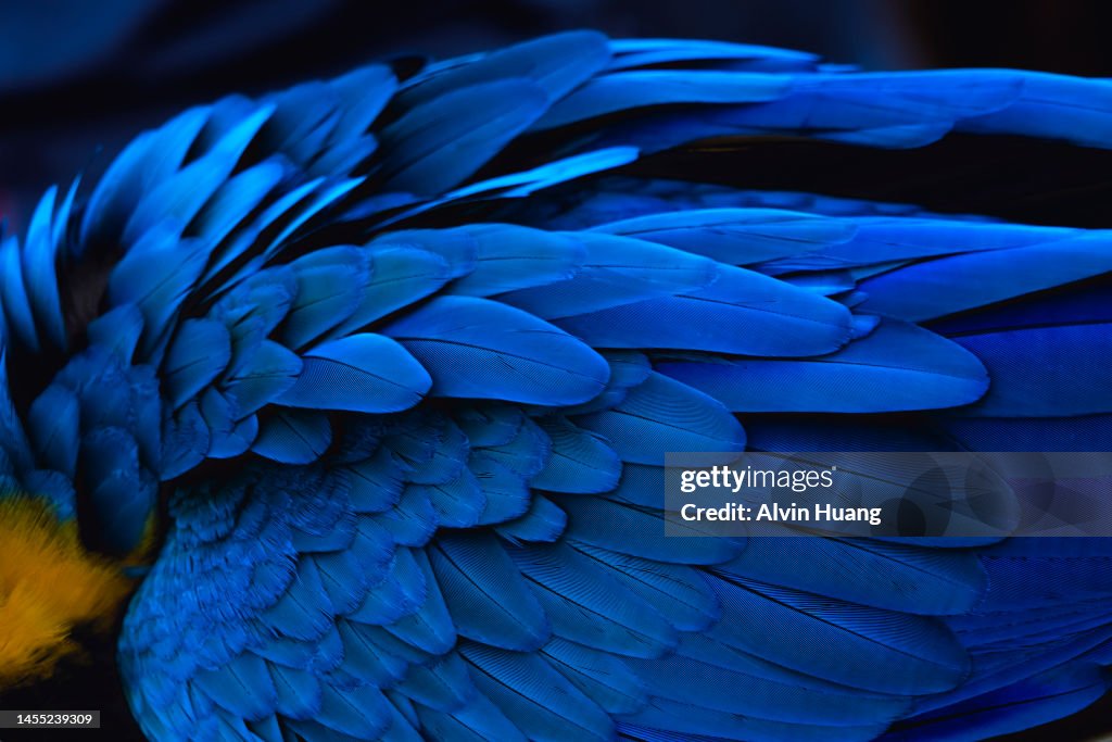 The blue feathers and beautiful luster of the golden parrot( macaw )