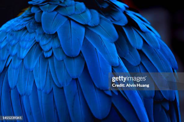 the blue feathers and beautiful luster of the golden parrot( macaw ) - navy blue stockfoto's en -beelden