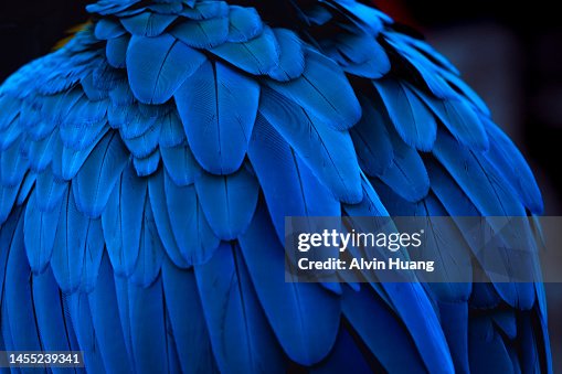 The blue feathers and beautiful luster of the golden parrot( macaw )