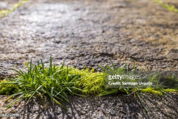 close-up of moss and grass growing among the stones of a terrace - rensa ogräs bildbanksfoton och bilder