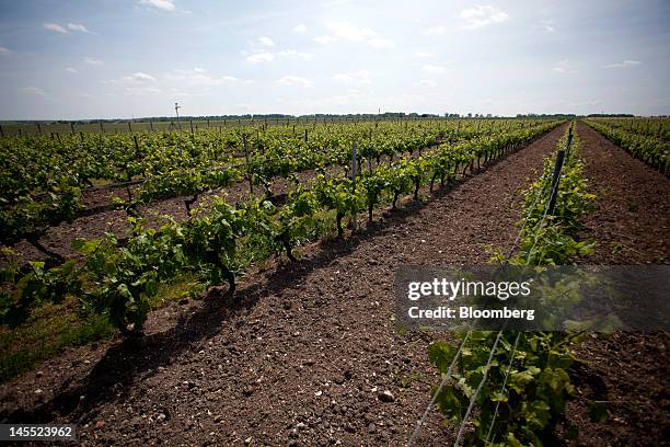 Grape Remy Ugni Blanc Photos and Premium High Res Pictures - Getty Images
